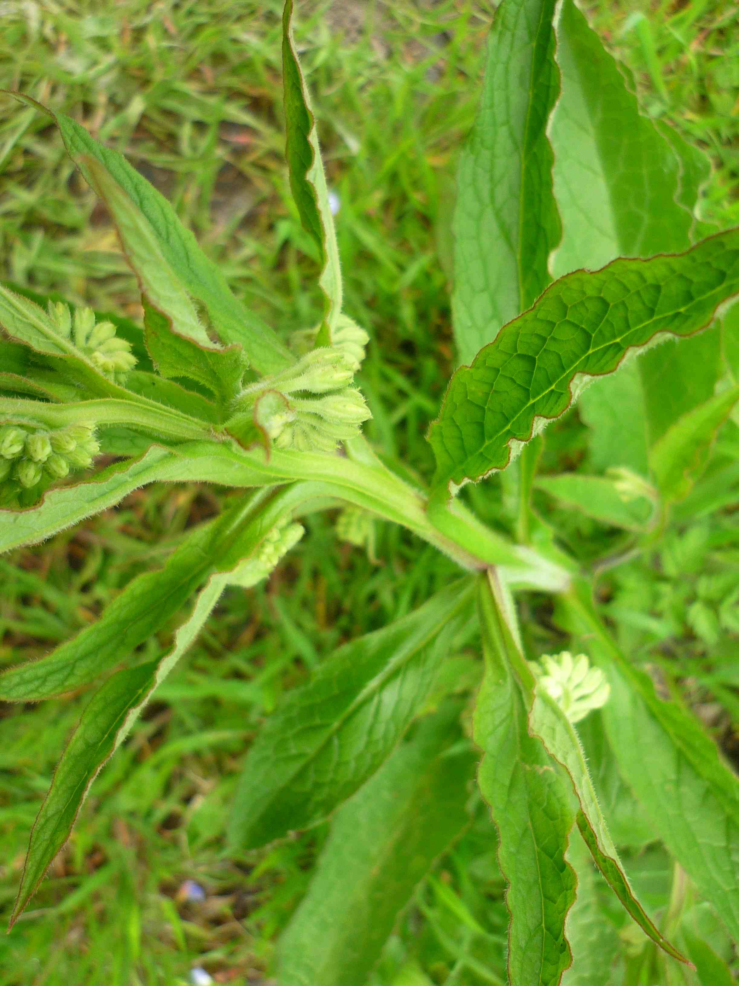 id pianta 3 - Symphytum sp.